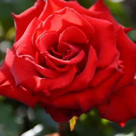 Magellan '2' Langeoog